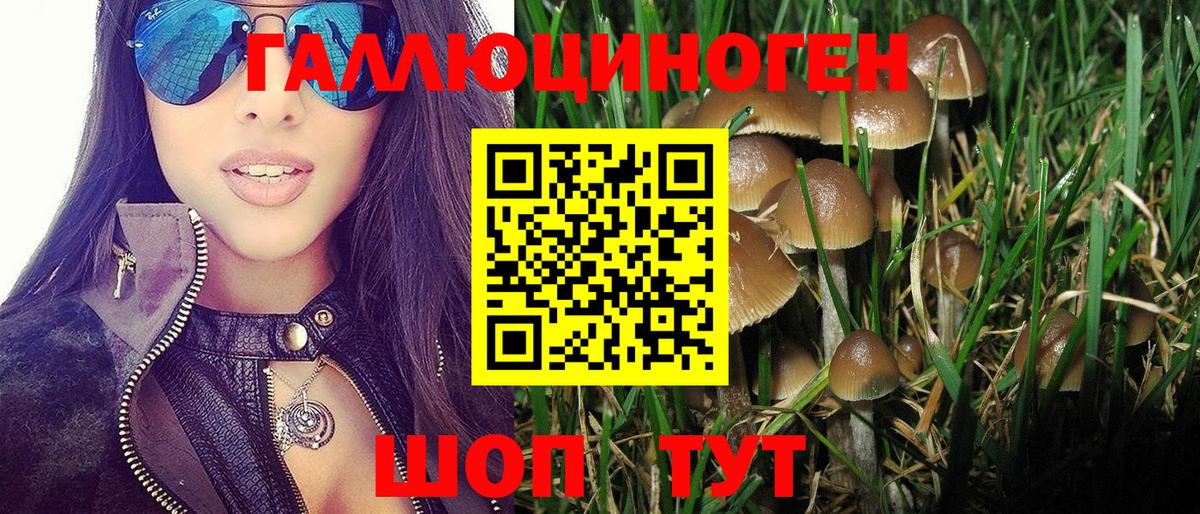 Борзя  Галлюциногенные грибы Cubensis  Вход с VPN 